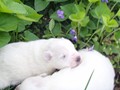 pups-3