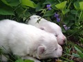 pups-5