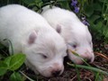 pups-6