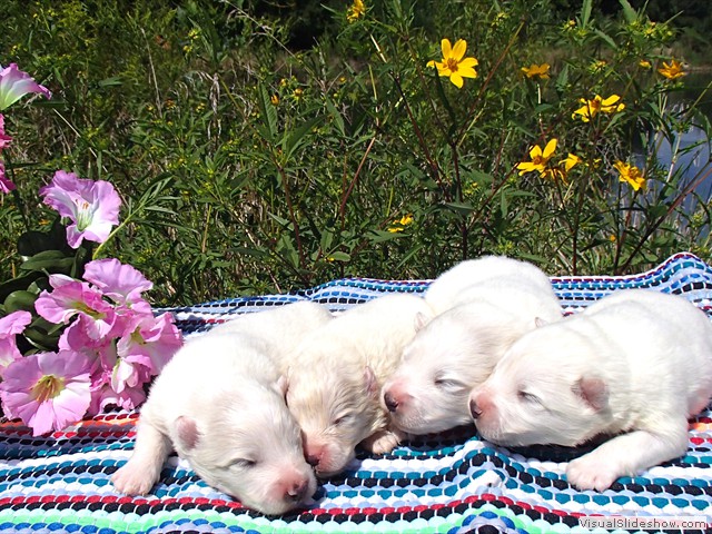 pups-1