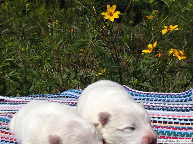 pups-10