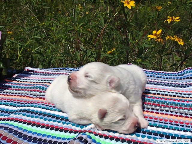pups-11