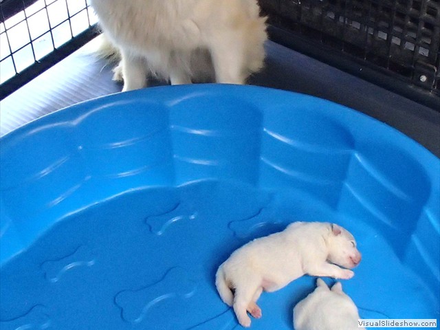 pups-12