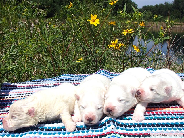 pups-2