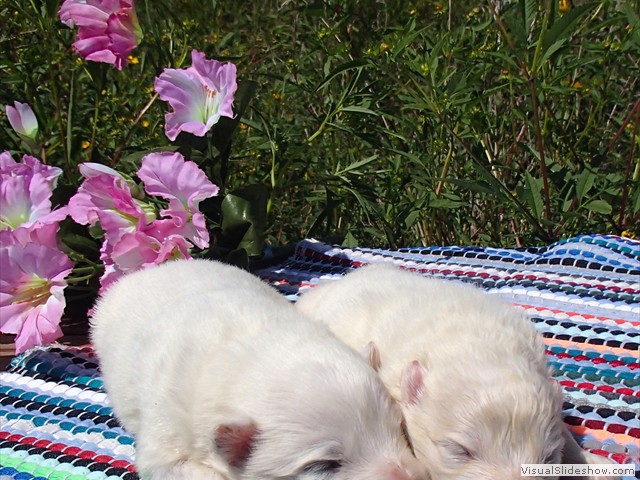 pups-6