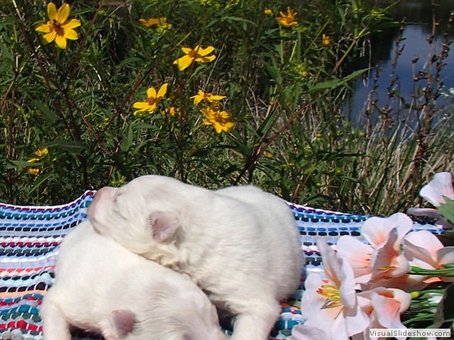 pups-7
