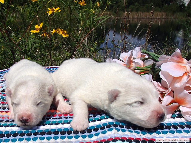 pups-8