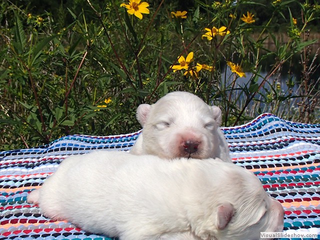 pups-9