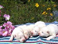 pups-1