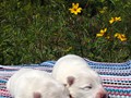 pups-10
