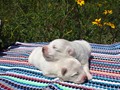 pups-11