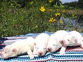pups-2