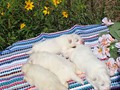 pups-3