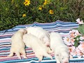 pups-4