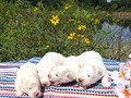 pups-5