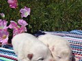 pups-6