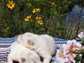 pups-7