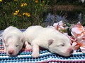 pups-8