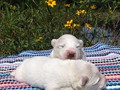 pups-9