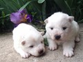 pups-4