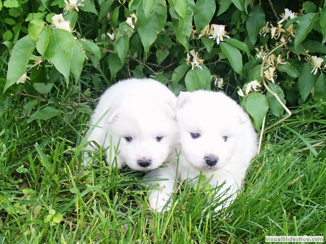 pups-1