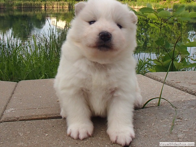 pups-10