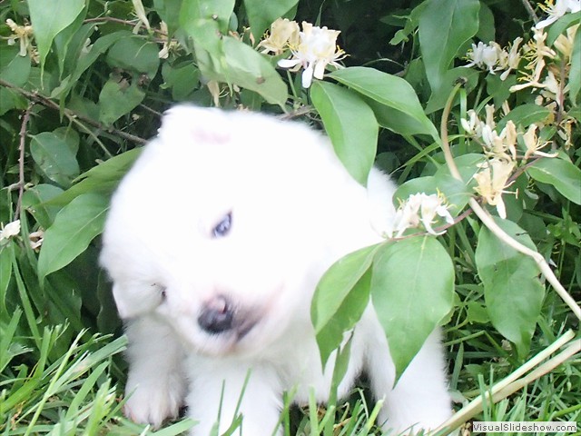 pups-4