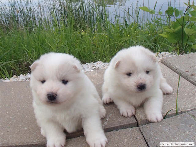 pups-5