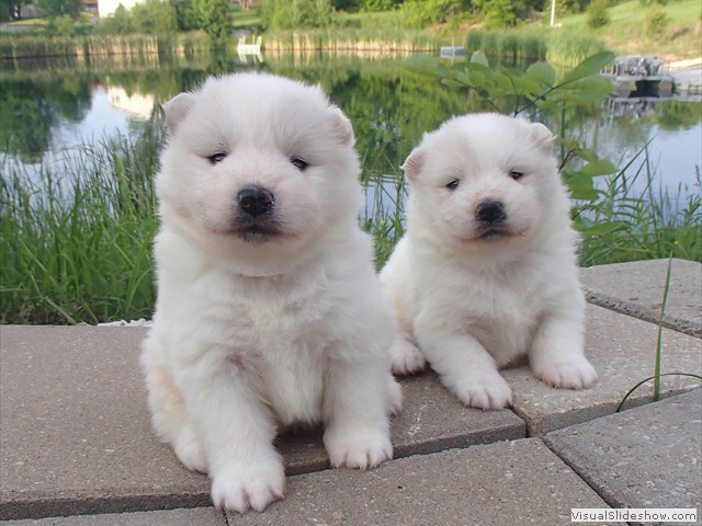 pups-6