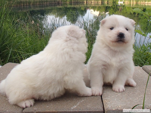 pups-7