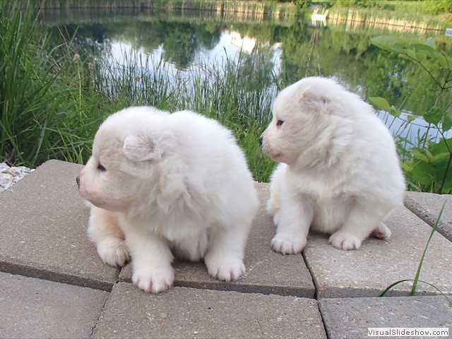 pups-8
