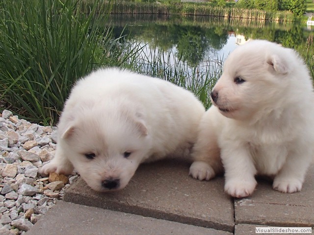 pups-9