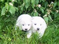 pups-1