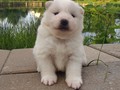 pups-10