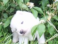 pups-4
