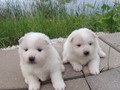 pups-5