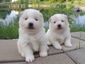 pups-6