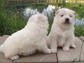 pups-7