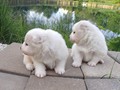 pups-8