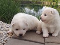 pups-9