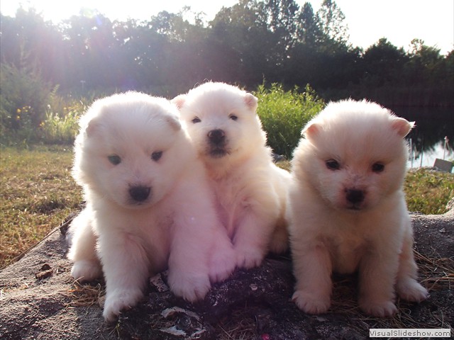 pups-4