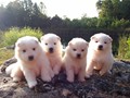 pups-3