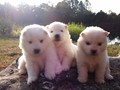 pups-4