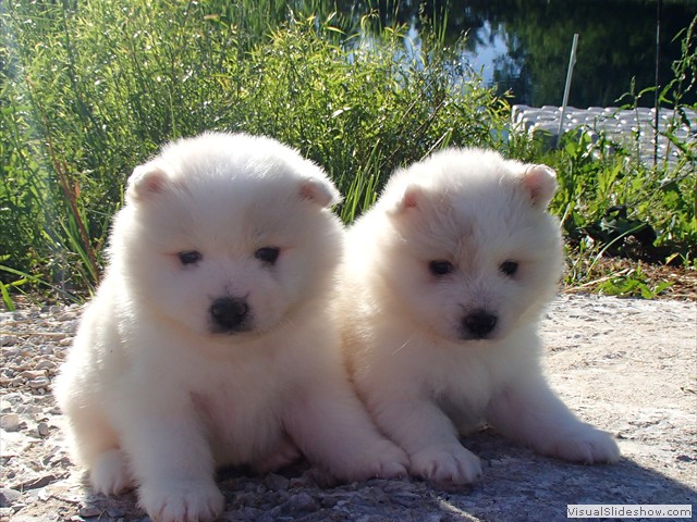 pups-1