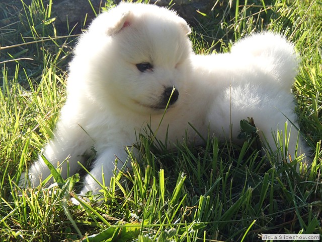 pups-10