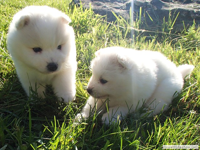 pups-11