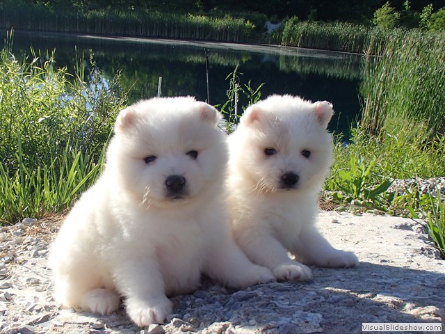 pups-2