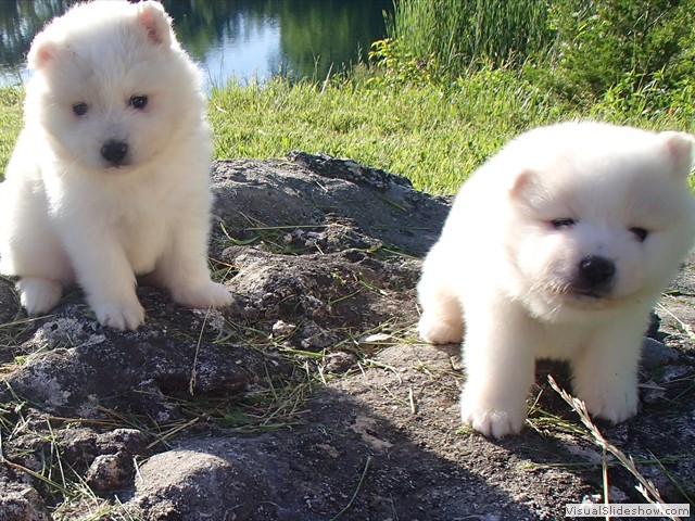 pups-3