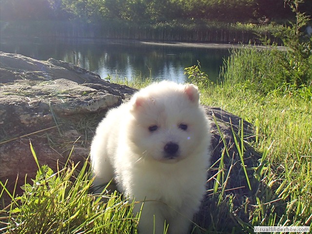 pups-4