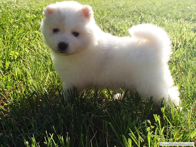pups-5